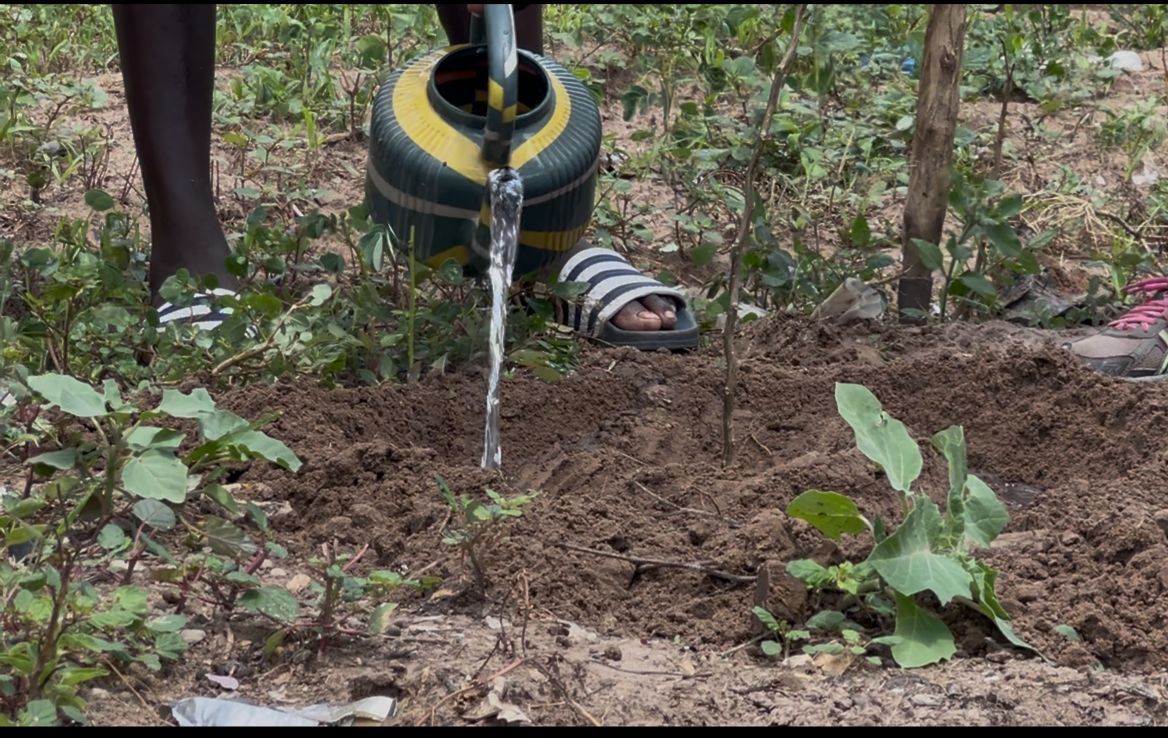 Watering a newly planted tree